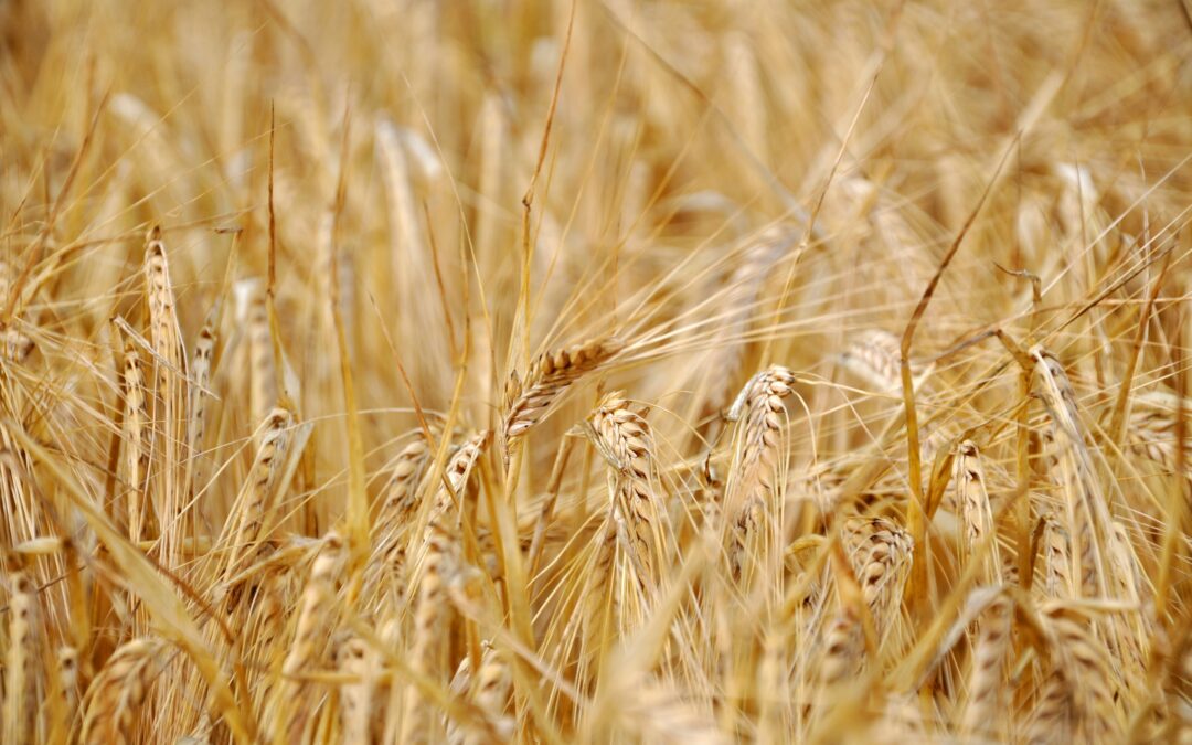 Regenerative Ag Investment Aims High by Focusing on Soil, Steady Growth