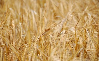 Regenerative Ag Investment Aims High by Focusing on Soil, Steady Growth