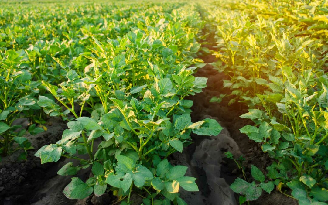 New National Consortium Forms from Ecosystem Services Market Program; Executive Director Selected
