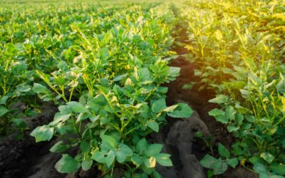 New National Consortium Forms from Ecosystem Services Market Program; Executive Director Selected