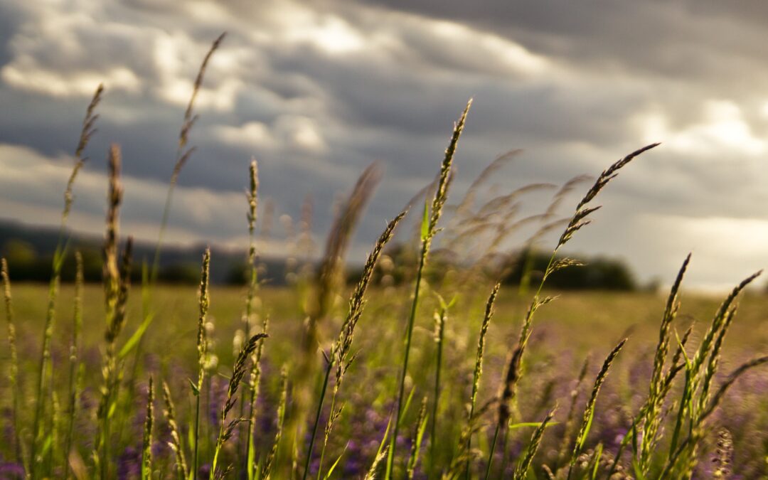 New Event to Address Growing Opportunity in Regenerative Agriculture and Food Investment