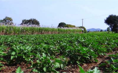 RR News Update: May 23, 2019