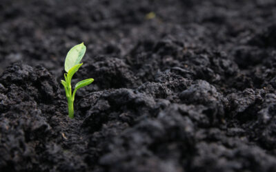 Investor Insight: Esther Park Explains Cienega Capital’s Regenerative Ag Focus