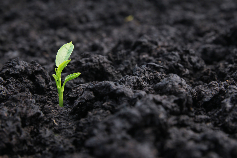 Investor Insight: Esther Park Explains Cienega Capital’s Regenerative Ag Focus