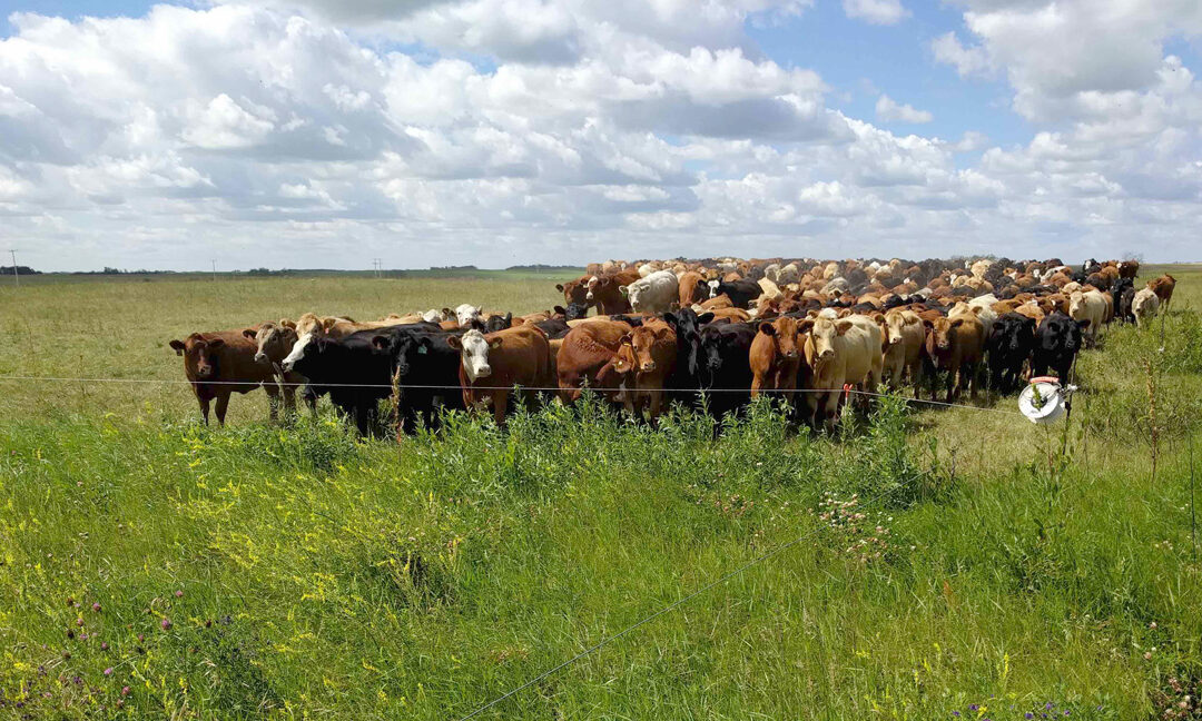 Regenerative Ag Investment Firm Launches with Acquisition of PastureMap