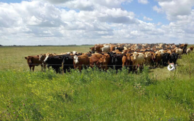 Regenerative Ag Investment Firm Launches with Acquisition of PastureMap