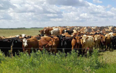 New Merger Creates GrassRoots Carbon for Soil Carbon Storage Credits