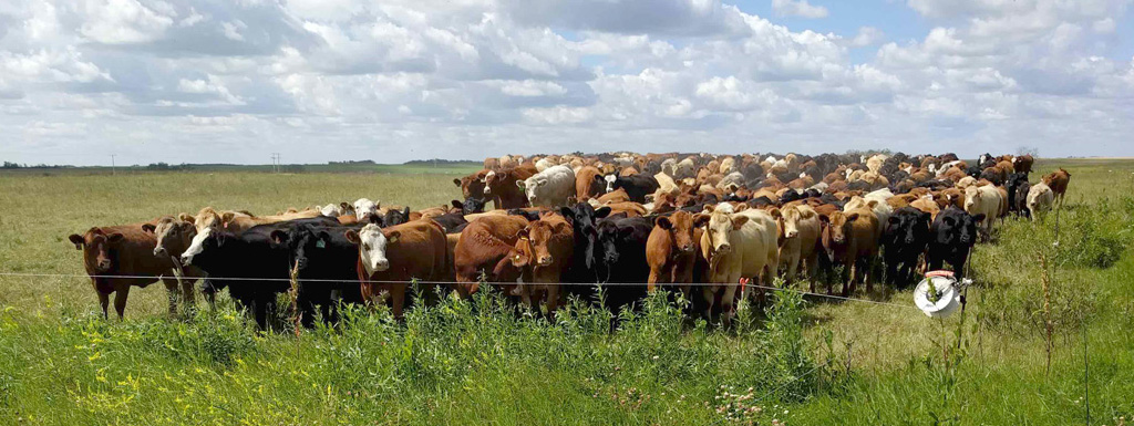 New Merger Creates GrassRoots Carbon for Soil Carbon Storage Credits