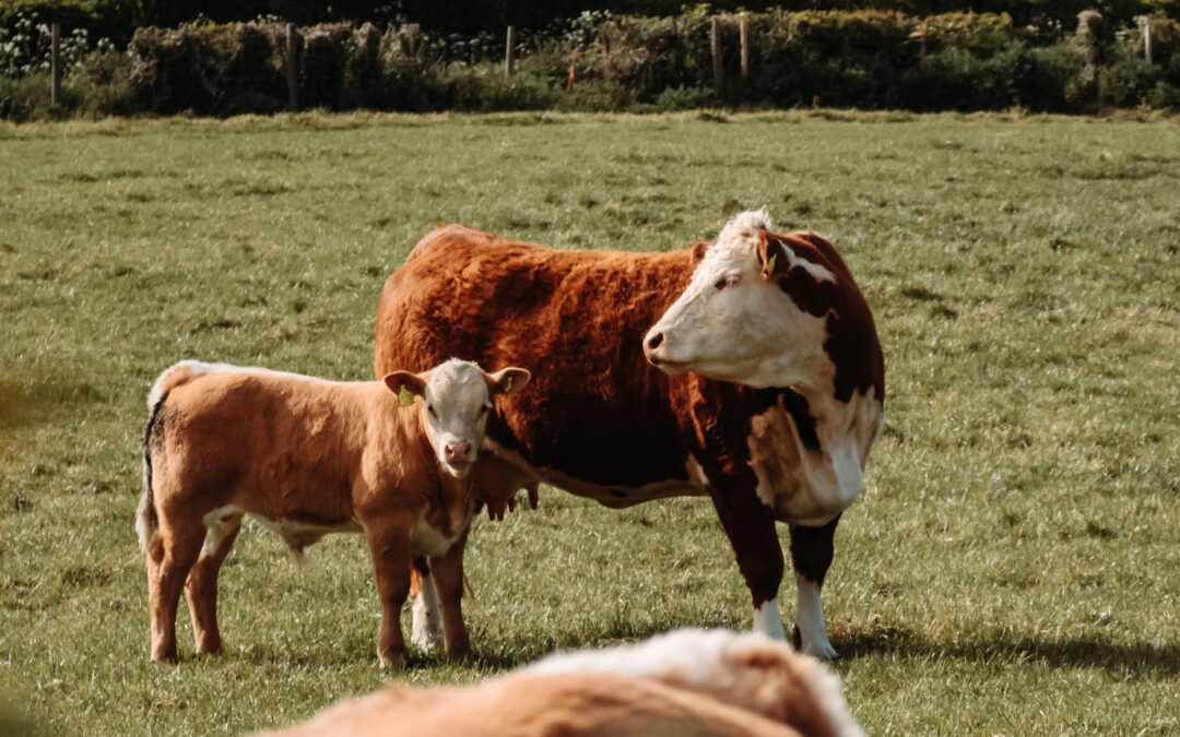 Raising Regenerative News – July 9, 2020